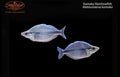 Kamaka Rainbowfish