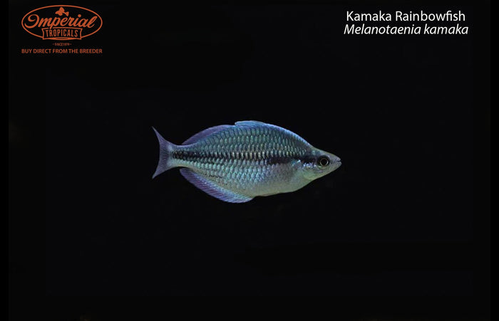 Kamaka Rainbowfish