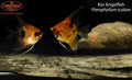 Koi Angelfish