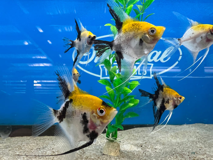 Koi Angelfish