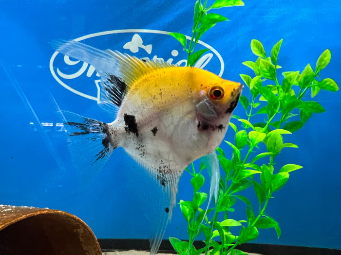 Koi Angelfish