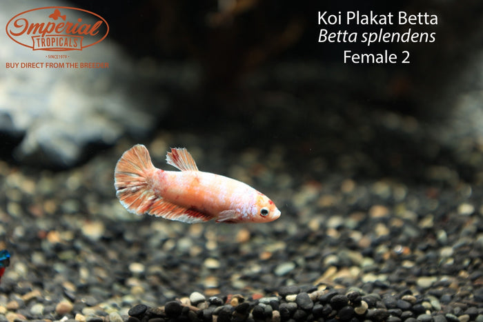 Female 2