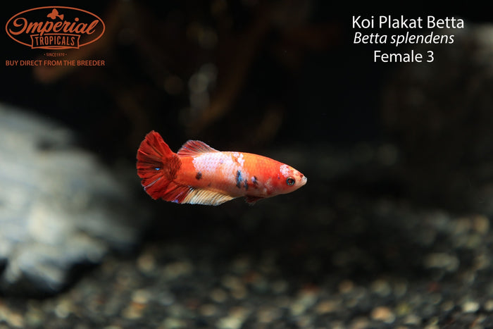 Female 3