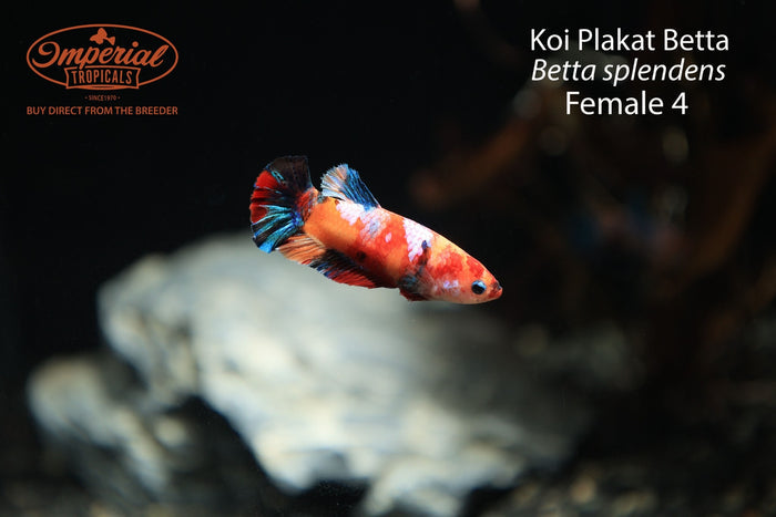 Female 4