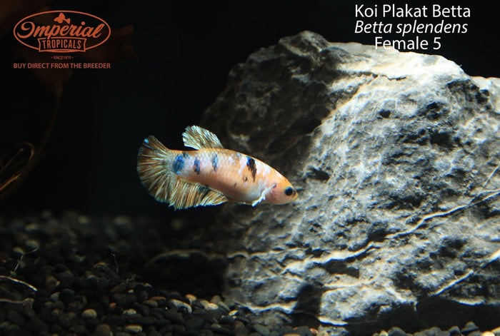 Female 5