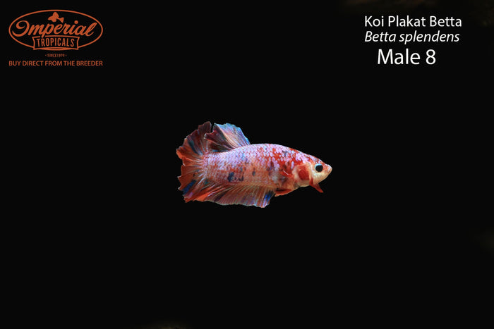 Male 8