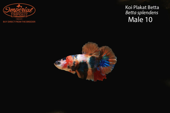 Male 10