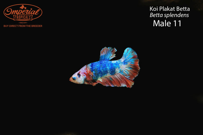 Male 11