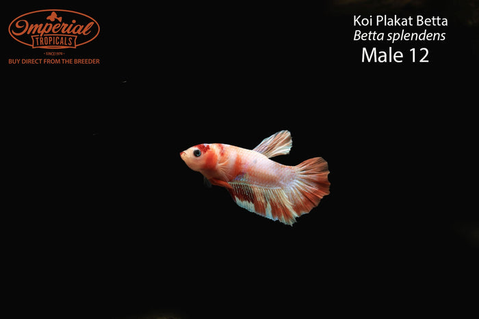 Male 12