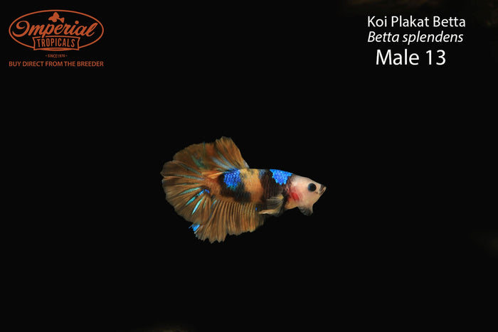Male 13