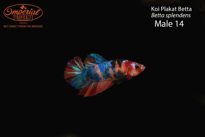 Male 14