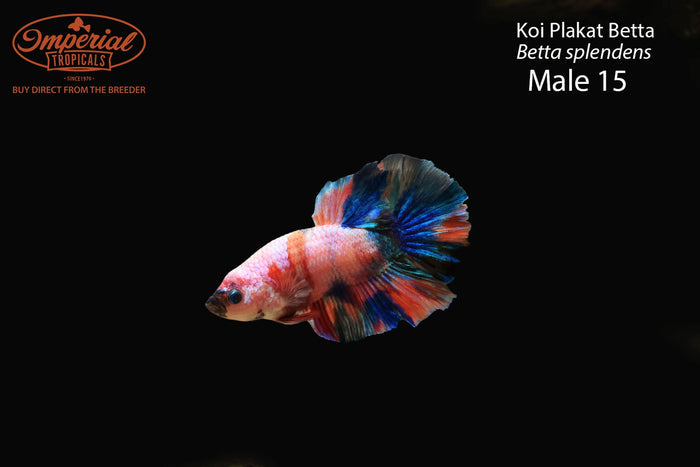 Male 15