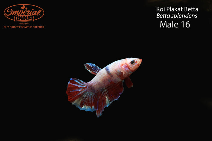 Male 16