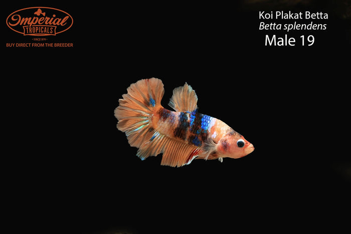 Male 19
