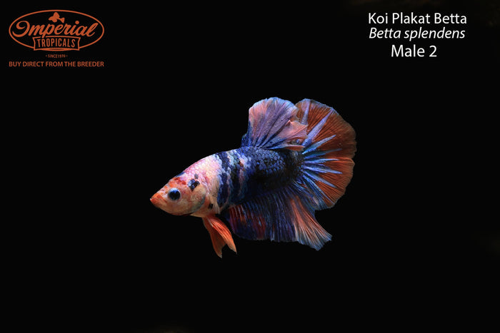 Koi Plakat Betta (Betta splendens)