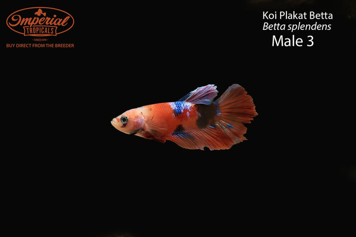 Koi Plakat Betta (Betta splendens)