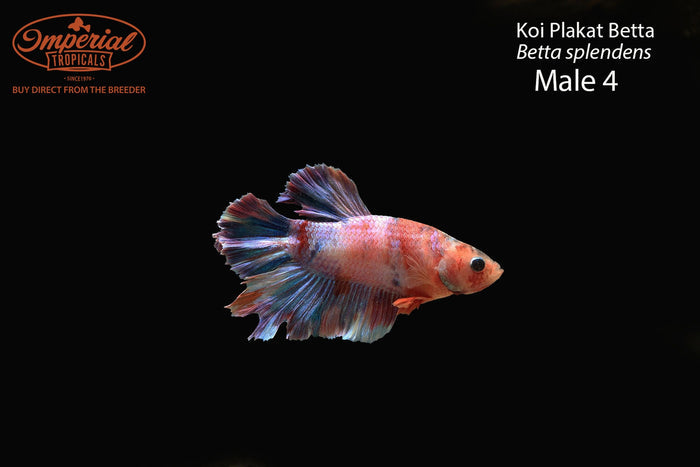 Koi Plakat Betta (Betta splendens)
