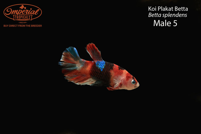 Koi Plakat Betta (Betta splendens)