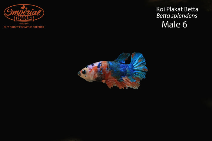 Koi Plakat Betta (Betta splendens)
