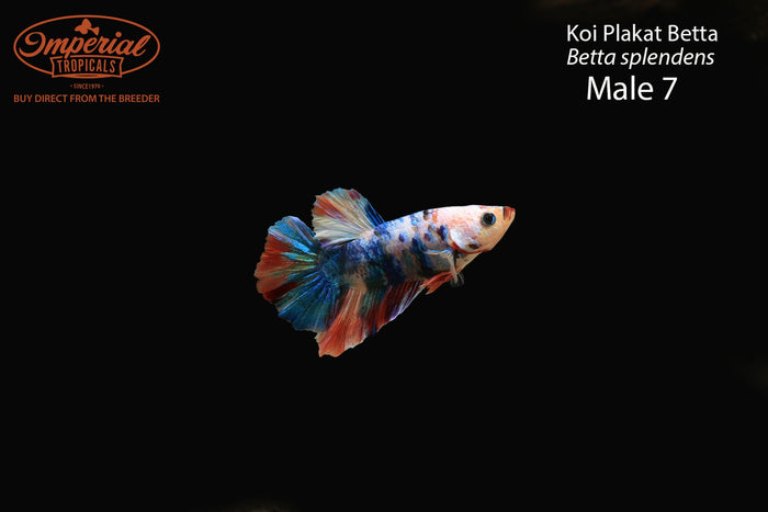 Koi Plakat Betta (Betta splendens)