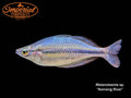 Komeng River Rainbowfish