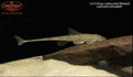 L010 Xingu Lipbrooder Whiptail