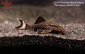 L027d Thunder Royal Pleco (Panaque armbrusteri)