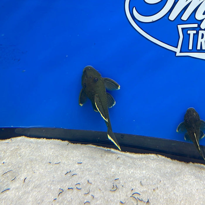L047 Magnum Pleco