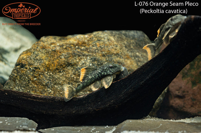 L076 Orange Seam Pleco (Peckoltia cavatica) "Portel"