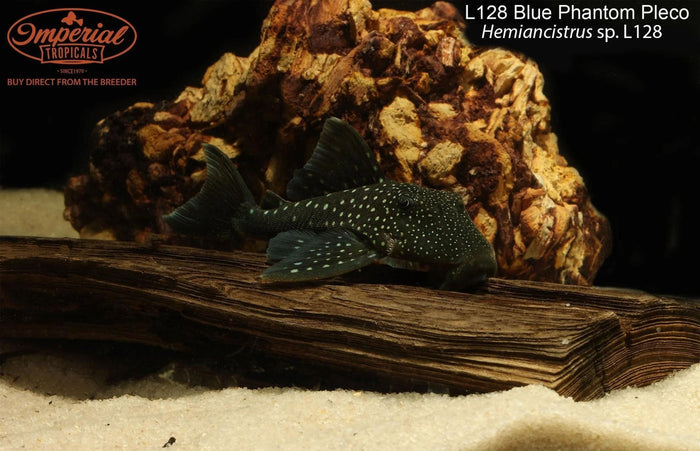 L128 Blue Phantom Pleco