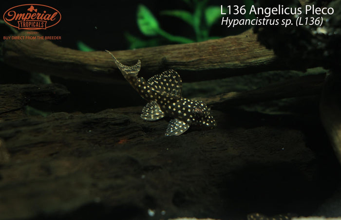 L136 Demini Angelicus Pleco (Hypancistrus sp. (L136))