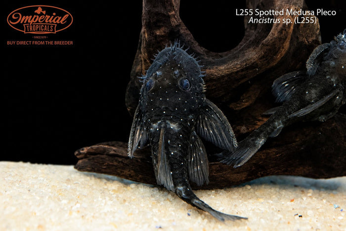 L255 Spotted Medusa Pleco