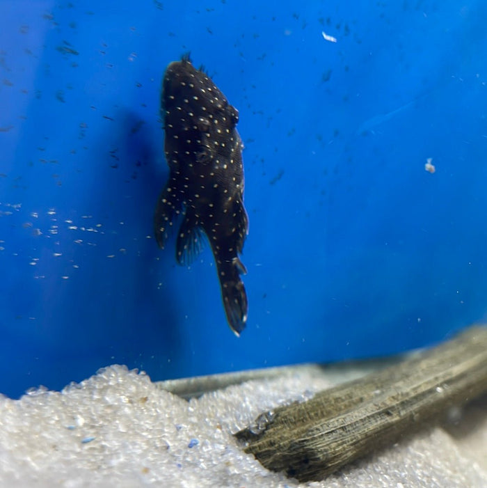 L255 Spotted Medusa Pleco