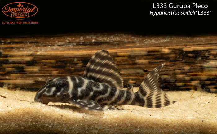 L333 Gurupa Pleco