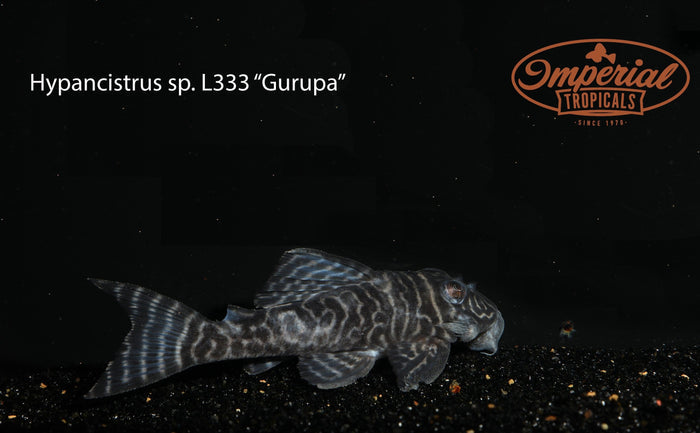 L333 Gurupa Pleco (Hypancistrus sp.) - Imperial Tropicals