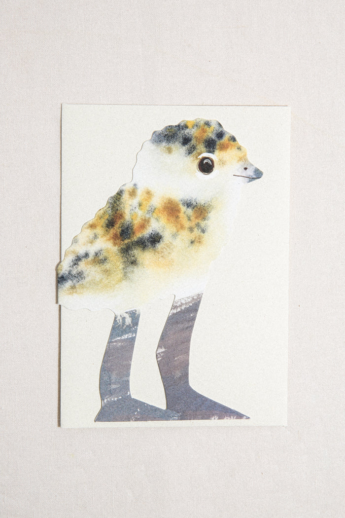 Lapwing Chick Greeting Card