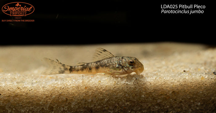 LDA025 Pitbull Pleco