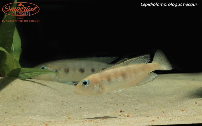 Lepidiolamprologus hecqui
