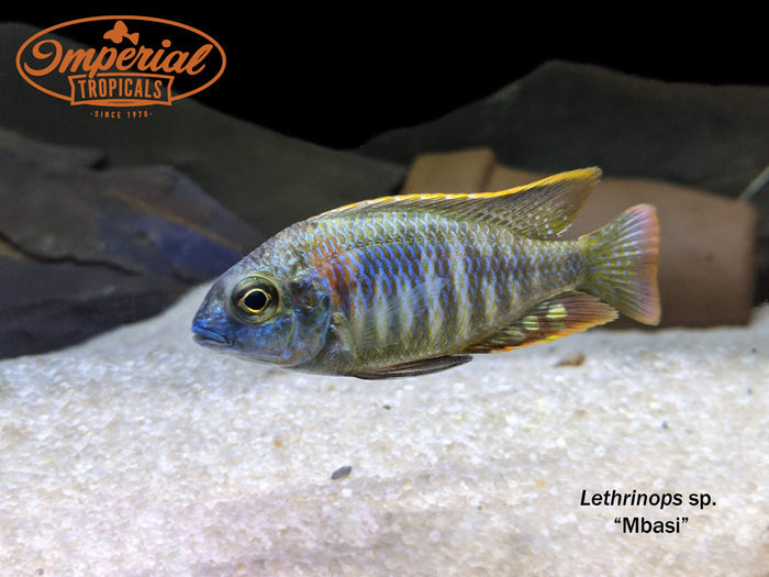 Lethrinops sp. Mbasi