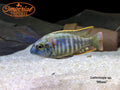 Lethrinops sp. Mbasi