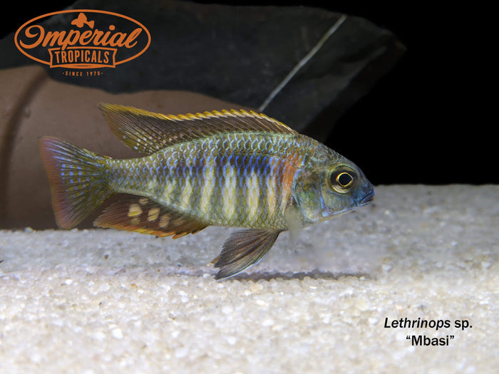 Lethrinops sp. Mbasi