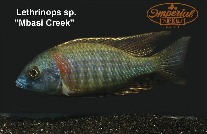 (Lethrinops sp. Mbasi) - Imperial Tropicals