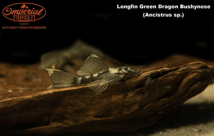 Longfin Green Dragon Bushynose