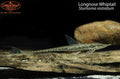 Longnose Whiptail