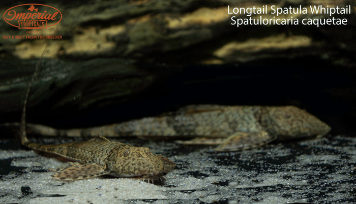 Longtail Spatula Whiptail