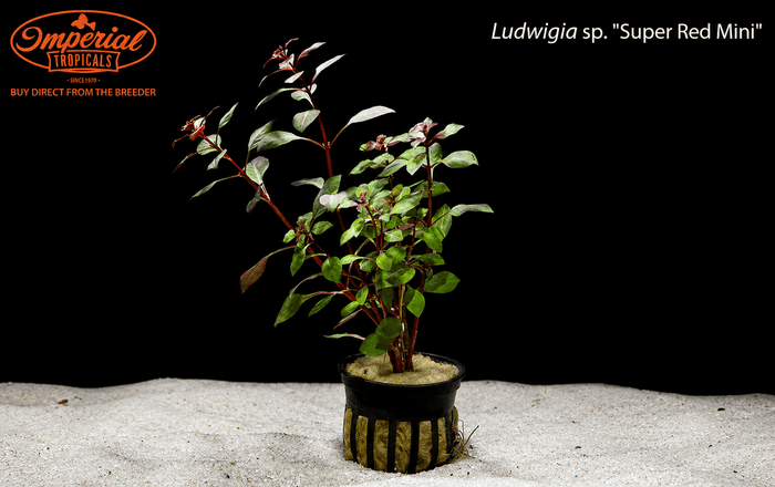 Ludwigia sp. "Super Red Mini"
