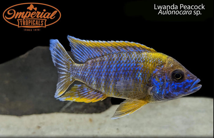 Lwanda Peacock