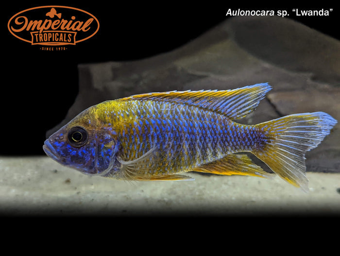 Lwanda Peacock