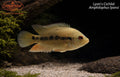 Lyon's Cichlid (Amphilophus lyonsi)