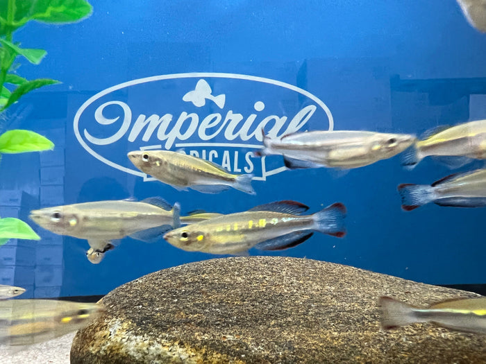 Madagascar Rainbowfish